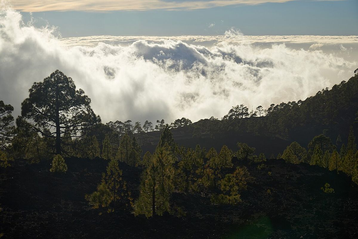 Tenerife guide
